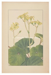 つはぶき　Leopard plant