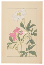 芍薬　Peonｙ
