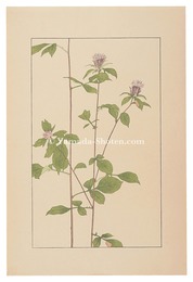 蒼朮　Atractylodes lancea