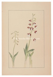 海老根　Calanthe discolor