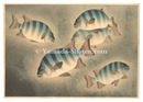 大日本魚類画集　第ニ輯ノ六 イシダイ　Fish of Japan / No. 6 of Volume 2: Rock Sea Bream