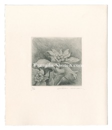 ふきのとう　Butterbur Sprout