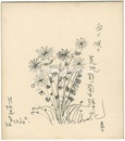 自筆色紙　白く咲く荒地野菊は強き花　Shikishi