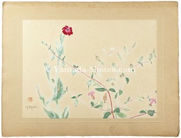 ふくろなでしこ　　Bladder Campion