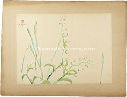 ぺんぺんぐさ　Shepherd’s Purse