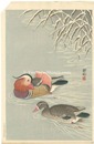 雪中の鴛鴦　Mandarin Ducks in Snow