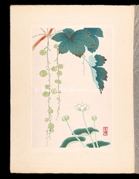 高山植物図譜　ウメバチサウ・コマガタケスグリ　Japanese Alpine Plants / Parnassia palustris and Ribes japonicum