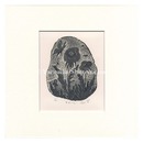 罪無き花　Innocent Flower