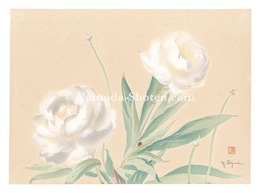 萬華画譜　しやくやく　Picture Album of Various Flowers / Peony