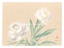 萬華画譜　しやくやく　Picture Album of Various Flowers / Peony