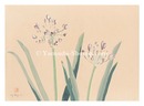 萬華画譜　あかばん　Picture Album of Various Flowers / Akaban