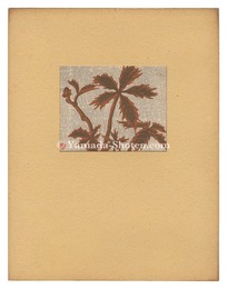 白根矢車　Shirone Yaguruma