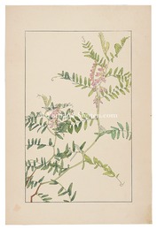 草藤　Tufted vetch
