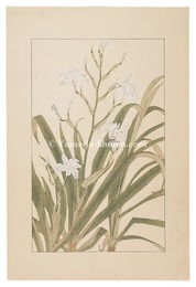 著莪　 Iris Japonica 