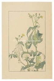 野罌粟　Sow Thistle