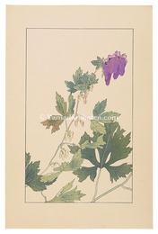 やまとりかぶと　Monk's-hood