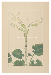 うばゆり　Cardiocrinum cordatum