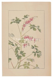 けまんさう　Bleeding　Hearｔｓ