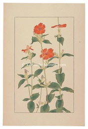 剪夏羅　Lychnis coronat