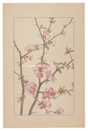 木瓜　Cydonia Japonica