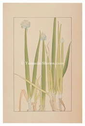 葱　Welsh Onion