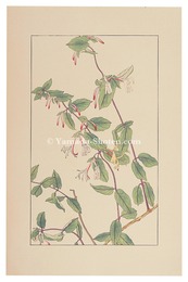 すひかづら　Honeysuckle