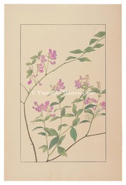 南天萩　Two-Leaved Vetch