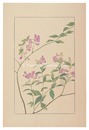 南天萩　Two-Leaved Vetch