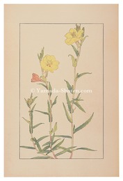 待宵草　Evening Primrose
