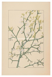 枸橘　Trifoliate orange