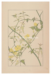 山吹　Japanese kerria