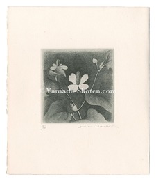 どくだみ　Fish Mint