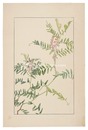 草藤　Tufted vetch