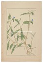 露草　Commelina　communis