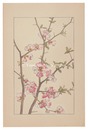 木瓜　Cydonia Japonica