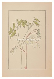 錨草　Barrenwort