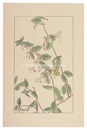 すひかづら　Honeysuckle
