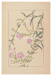 撫子　Dianthus superbus