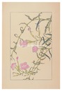 撫子　Dianthus superbus