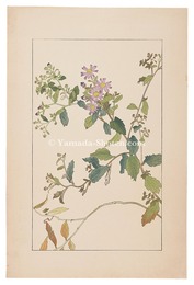 紺菊　Wild Aster