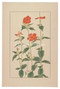 剪夏羅　Lychnis coronat