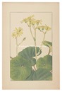 つはぶき　Leopard plant