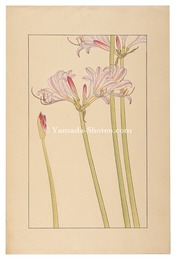 夏水仙　Lycoris