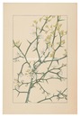 枸橘　Trifoliate orange