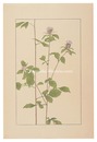 蒼朮　Atractylodes lancea