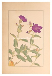 野牡丹　Melastoma