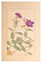 野牡丹　Melastoma