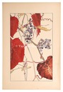 山葡萄　Crimson glory vine