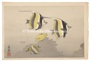 ハワイの魚A　Hawaiian Fish A