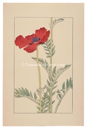 鬼芥子　Papaver orientale